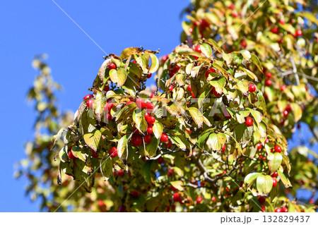 山茱萸の赤い実　Cornelian cherry fruit 132829437