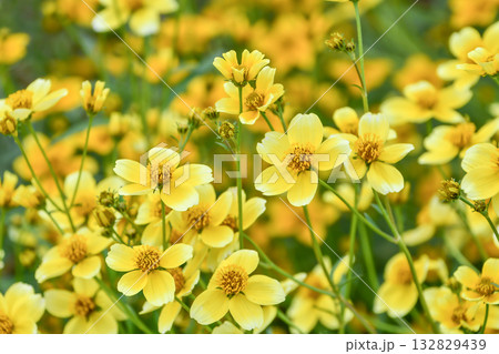 ビデンス「ゴールデンキューピッド」 Bidens 'Golden Cupid' ビデンス「ゴールデンキューピッド」 Bidens 'Golden Cupid' 132829439