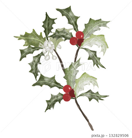水彩風で描いたヒイラギの小枝（赤い実と白い花）のベクターイラスト 132829506