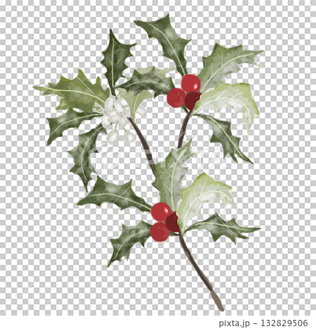 Vector illustration of a holly sprig (red berries and white flowers) painted in watercolor style Vector illustration of a holly sprig (red berries and white flowers) painted in watercolor style 132829506