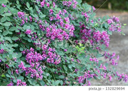 ハギ（萩）の花　Bush clover 132829694