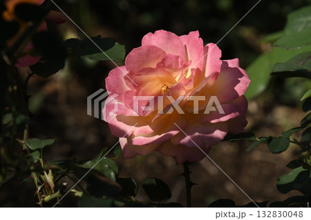 赤い縁取りのバラ 132830048