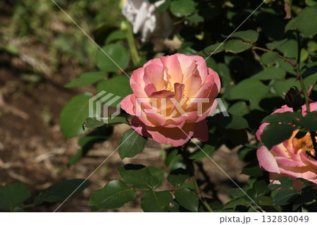 黄色とピンクのバラ 132830049