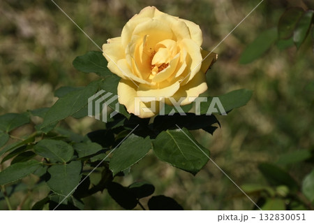 バラ 132830051