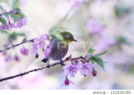 河津桜に止まるメジロ 132830189