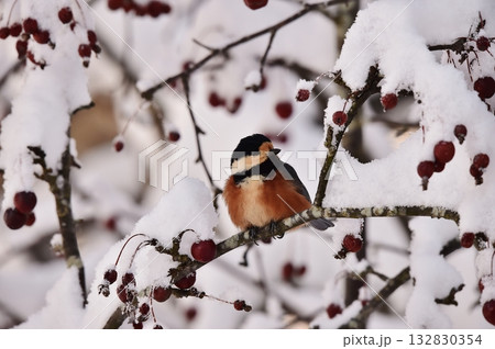 大雪の後、姫リンゴを食べに来たヤマガラです 132830354