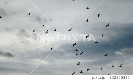 空を飛ぶマガモの群れ 空を飛ぶマガモの群れ 132830383