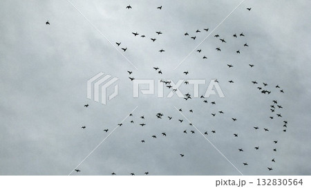 空を飛ぶマガモの群れ 132830564