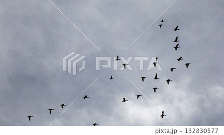 空を飛ぶマガモの群れ 132830577