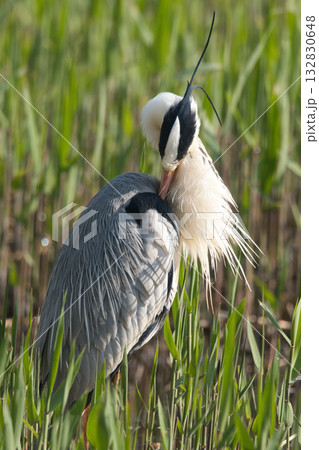毛繕いするアオサギ 132830648