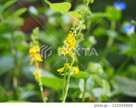 キンミズヒキ 132830888