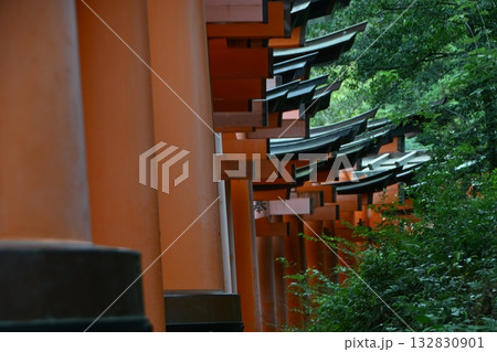伏見稲荷大社の千本鳥居(京都府) 132830901