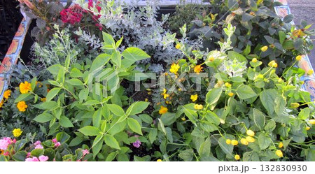 夏から秋の花や観葉植物の寄せ植え 132830930