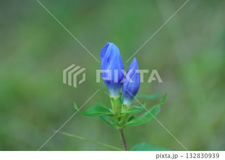 秋のリンドウ 132830939