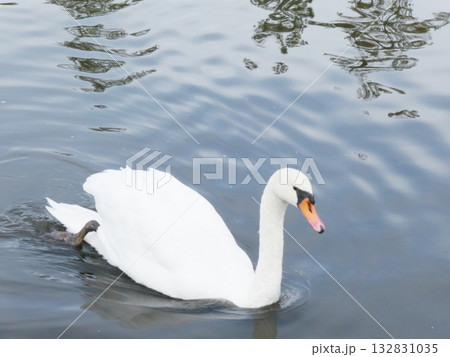 手賀沼の水辺にたたずむ白鳥 132831035
