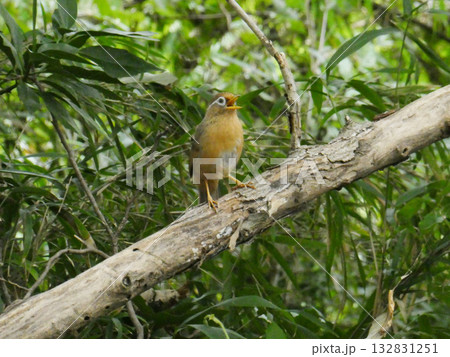 舞岡公園の森でさえずるガビチョウ(画眉鳥) 132831251