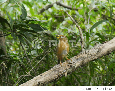 舞岡公園の森でさえずるガビチョウ(画眉鳥) 132831252
