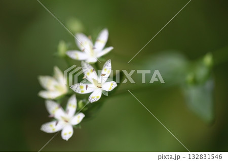 アケボノソウの花 132831546