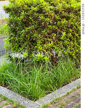 歩道の植え込み 歩道の植え込み 132831556