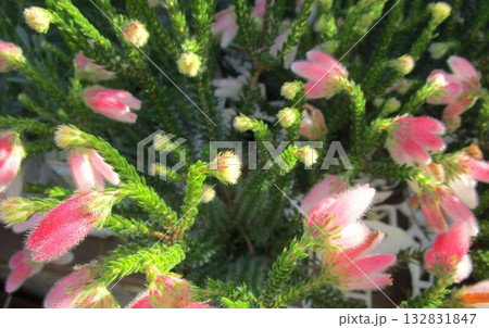 エリカ・ファイアーヒースのピンクの花のアップ エリカ・ファイアーヒースのピンクの花のアップ 132831847