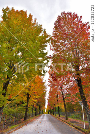 《愛知県》長久手市　愛知県農業総合試験場の紅葉したモミジバフウ並木 132832723