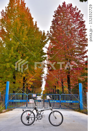 《愛知県》長久手市　愛知県農業総合試験場の紅葉したモミジバフウ並木と自転車 132832729