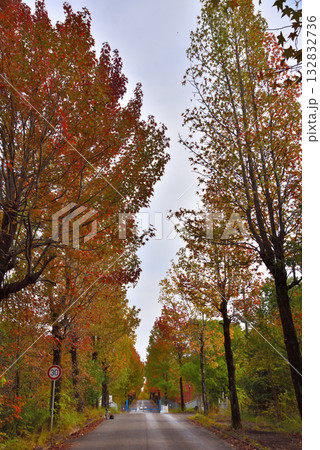 《愛知県》長久手市　愛知県農業総合試験場の紅葉したモミジバフウ並木 132832736