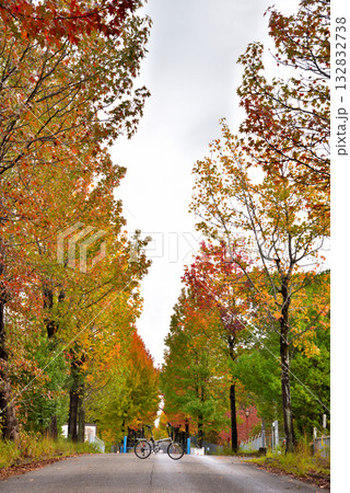 《愛知県》長久手市　愛知県農業総合試験場の紅葉したモミジバフウ並木 132832738