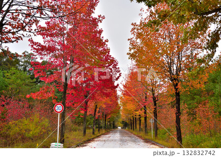 《愛知県》長久手市　愛知県農業総合試験場の紅葉したモミジバフウ並木 132832742