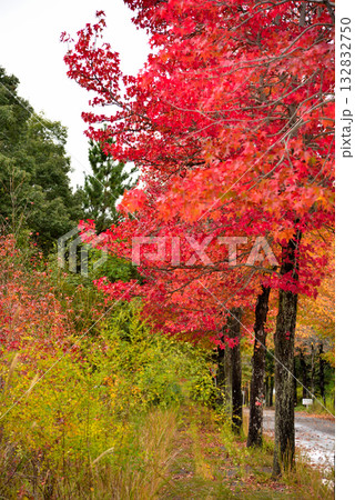 《愛知県》長久手市　愛知県農業総合試験場の紅葉したモミジバフウ並木 132832750
