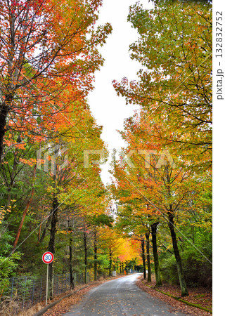 《愛知県》長久手市　愛知県農業総合試験場の紅葉したモミジバフウ並木 132832752