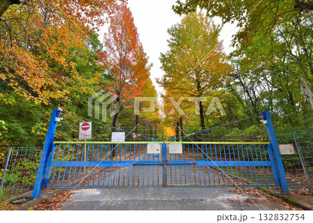 《愛知県》長久手市　愛知県農業総合試験場の紅葉したモミジバフウ並木 132832754