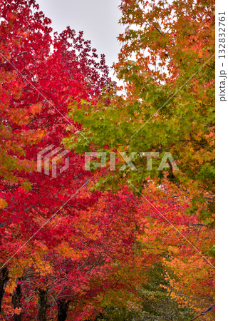 《愛知県》長久手市 愛知県農業総合試験場の紅葉したモミジバフウ並木 《愛知県》長久手市 愛知県農業総合試験場の紅葉したモミジバフウ並木 132832761