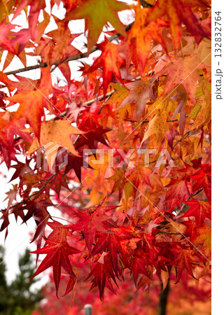 《愛知県》長久手市 愛知県農業総合試験場の紅葉したモミジバフウ並木 《愛知県》長久手市 愛知県農業総合試験場の紅葉したモミジバフウ並木 132832764