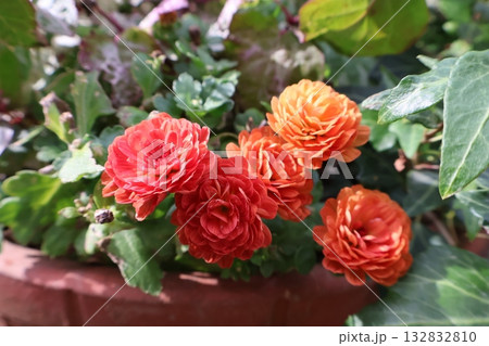 寄せ植えに使ったオレンジ色のマム 132832810