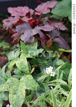 斑入り葉の白雪姫ヘデラ、アリッサム、ヒューケラ 132832811