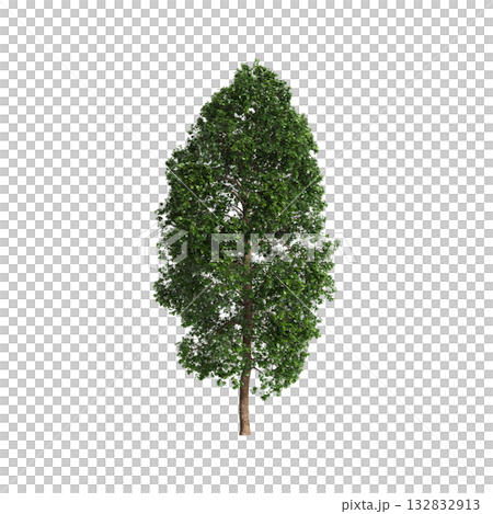 Cinnamomum porrectum trees 3d illustration on transparent background Cinnamomum porrectum trees 3d illustration on transparent background 132832913