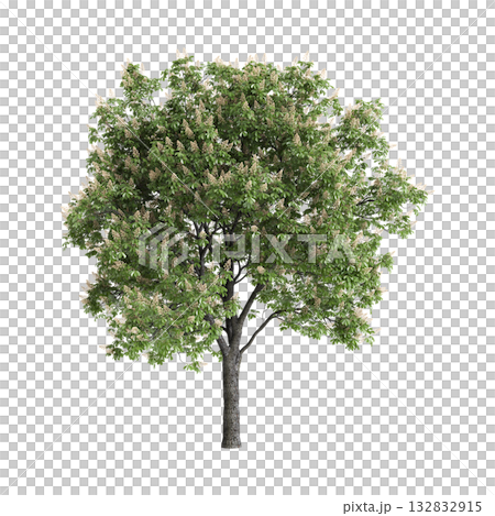 Aesculus hippocastanum trees 3d illustration on transparent background Aesculus hippocastanum trees 3d illustration on transparent background 132832915