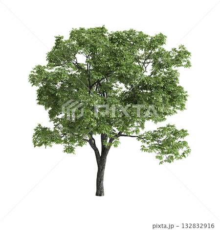 Aesculus hippocastanum trees 3d illustration on transparent background Aesculus hippocastanum trees 3d illustration on transparent background 132832916