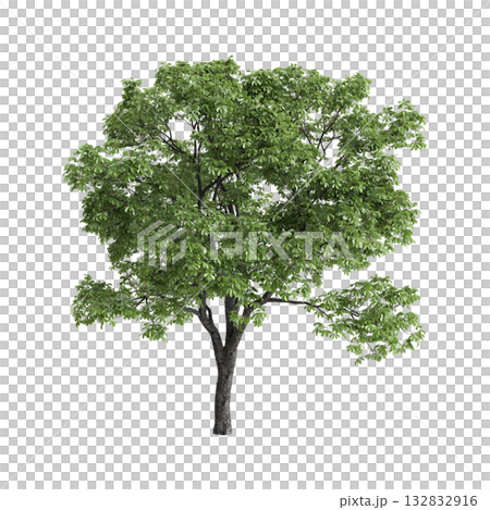 Aesculus hippocastanum trees 3d illustration on transparent background Aesculus hippocastanum trees 3d illustration on transparent background 132832916