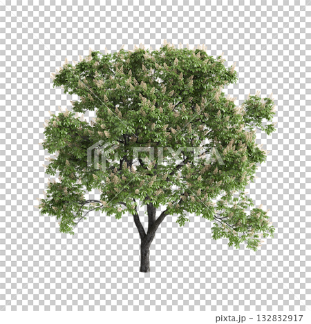 Aesculus hippocastanum trees 3d illustration on transparent background Aesculus hippocastanum trees 3d illustration on transparent background 132832917