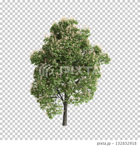 Aesculus hippocastanum trees 3d illustration on transparent background Aesculus hippocastanum trees 3d illustration on transparent background 132832918