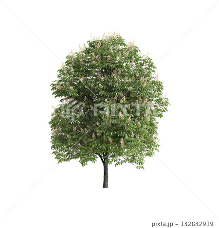 Aesculus hippocastanum trees 3d illustration on transparent background Aesculus hippocastanum trees 3d illustration on transparent background 132832919