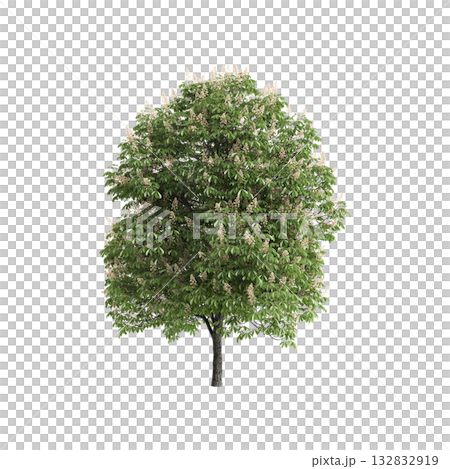 Aesculus hippocastanum trees 3d illustration on transparent background Aesculus hippocastanum trees 3d illustration on transparent background 132832919