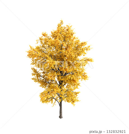 Ginkgo biloba trees 3d illustration on transprent background 132832921