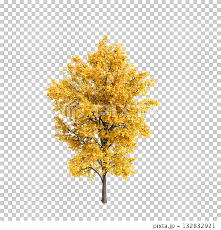 Ginkgo biloba trees 3d illustration on transprent background 132832921