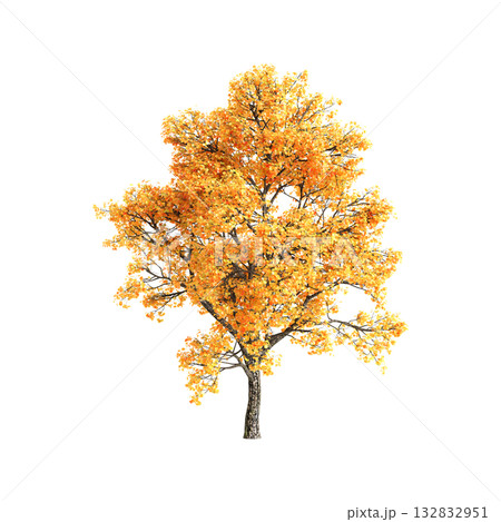 Liriodendron tulipifera trees 3d illustration on transparent background 132832951