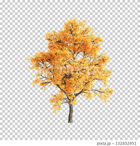 Liriodendron tulipifera trees 3d illustration on transparent background 132832951