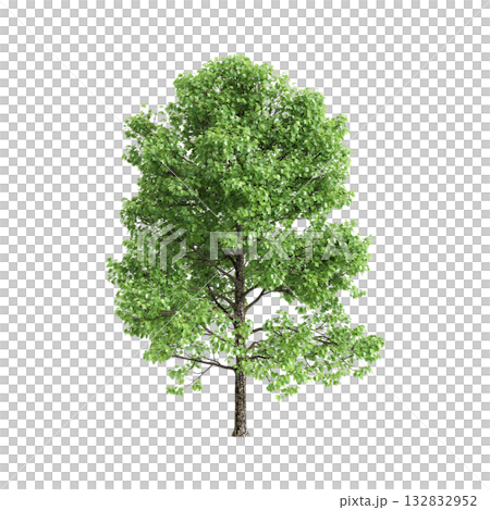 Liriodendron tulipifera trees 3d illustration on transparent background 132832952