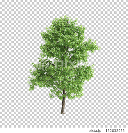 Liriodendron tulipifera trees 3d illustration on transparent background 132832953